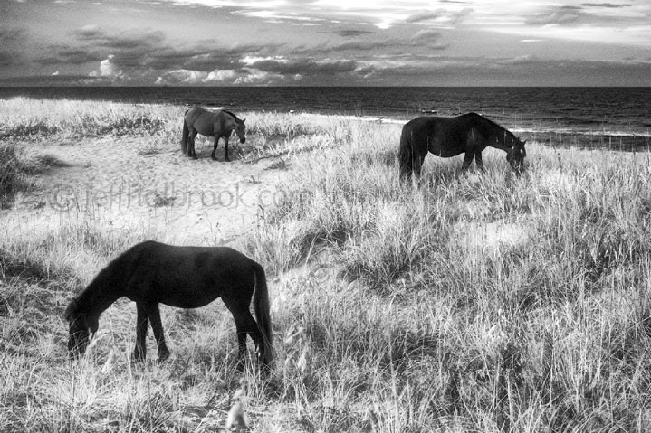 Wild Horses, Corolla Beach, Outer Banks, South Carolina